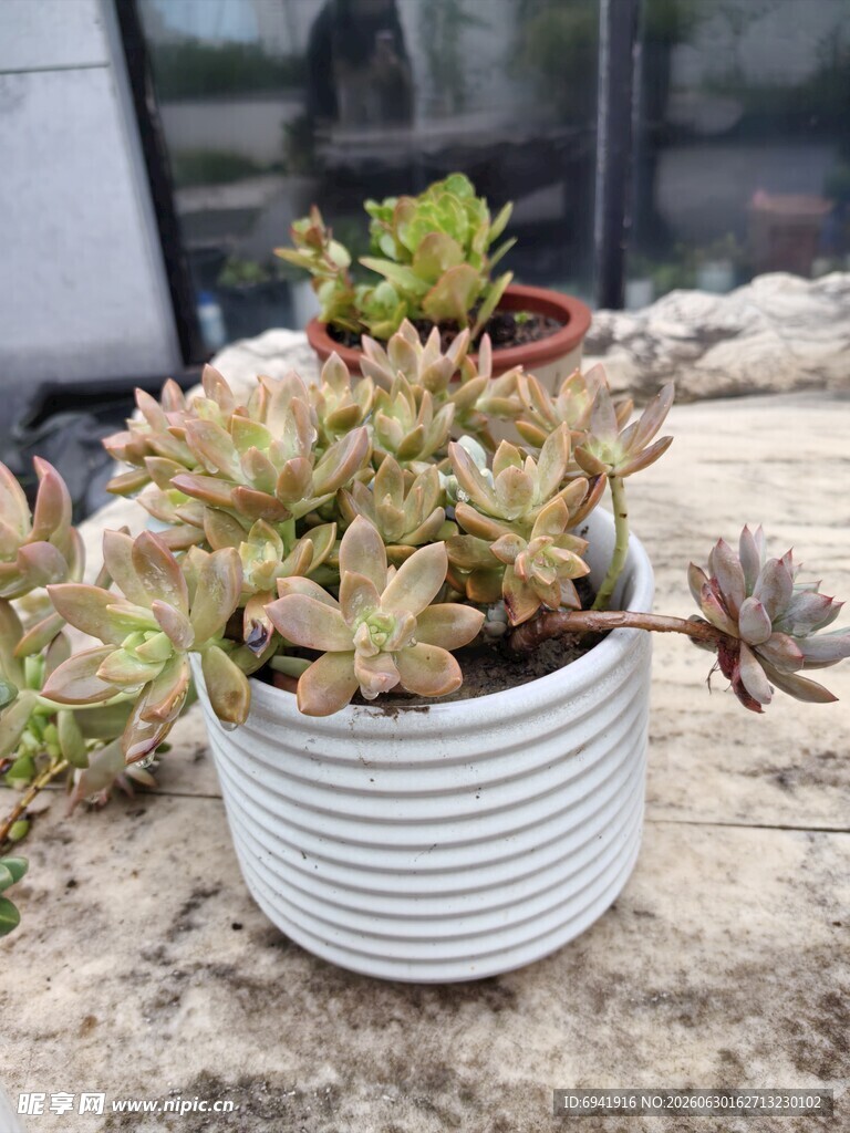 条纹盆中的可爱多肉植物