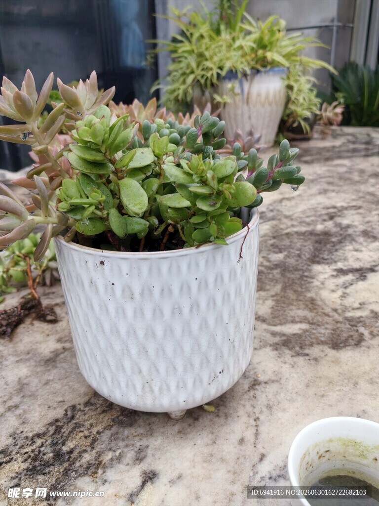 白色花盆中的可爱多肉