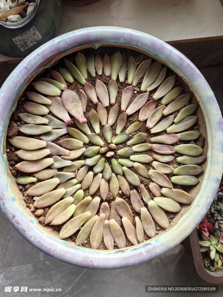 多肉拼盘 精致植物小世界