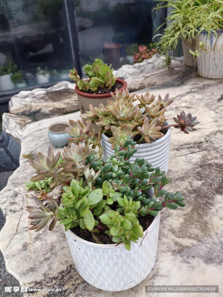 精致多肉盆栽展示