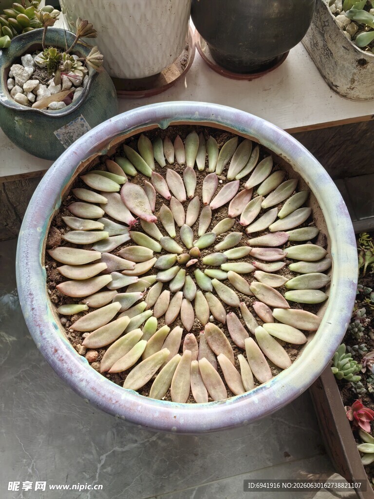 多肉拼盘