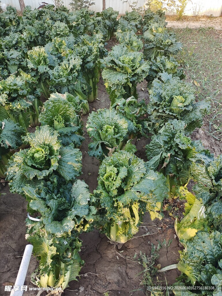 菜园中的茂盛绿色蔬菜