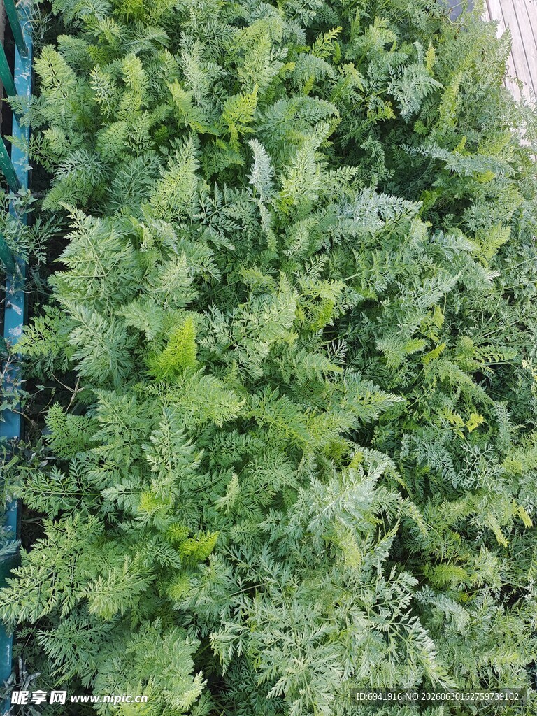 翠绿蕨类植物特写