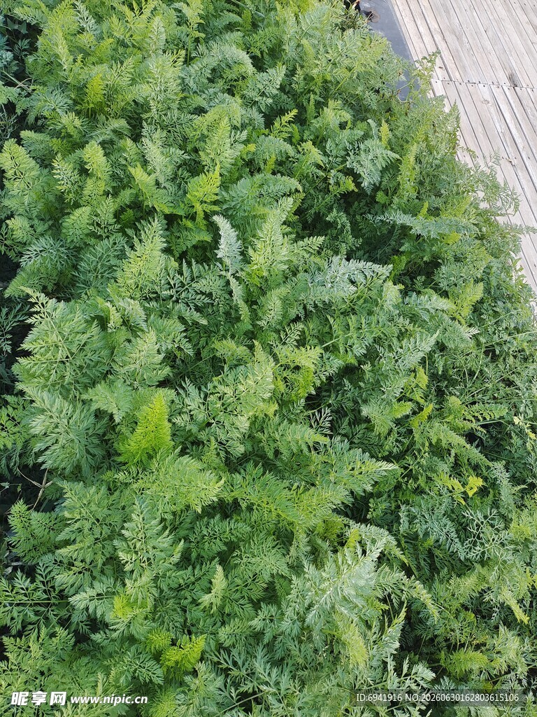 翠绿茂盛的蔬菜种植地