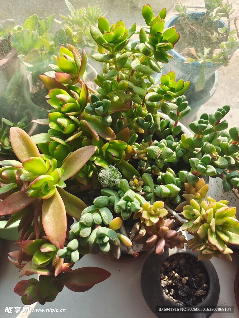 多彩多肉植物盆栽展示