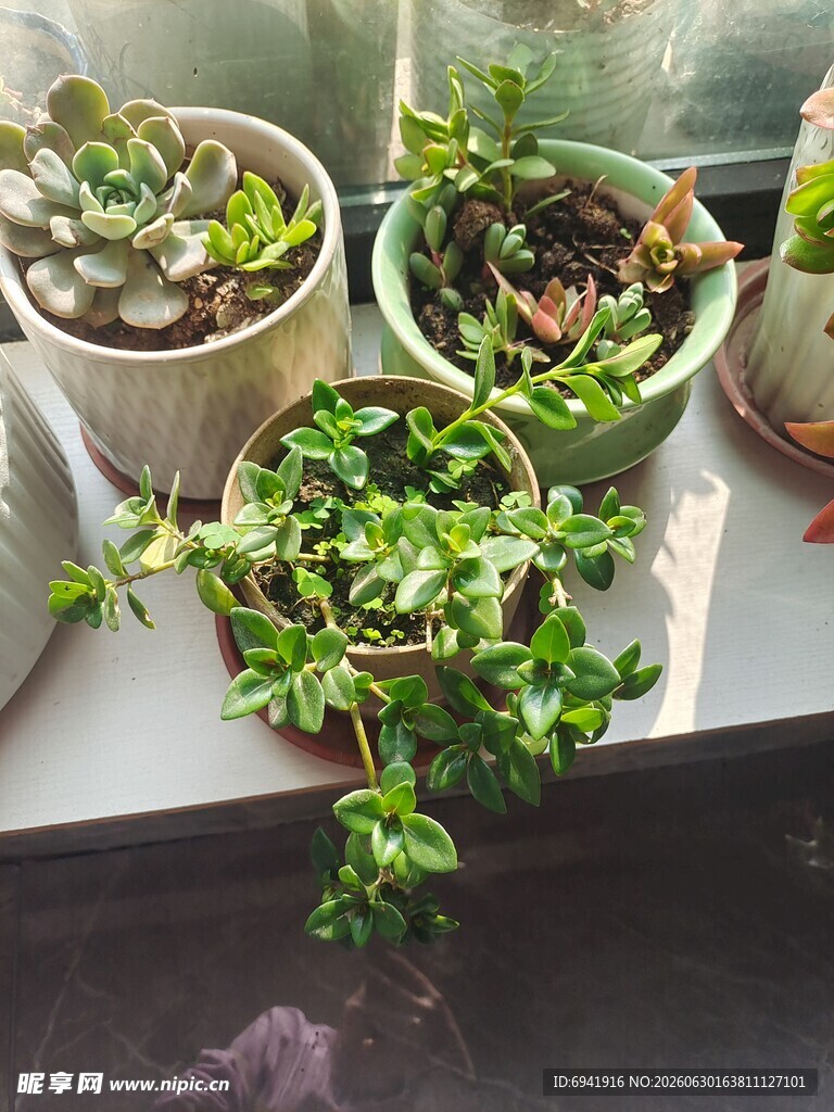 窗台上的多肉绿植组合