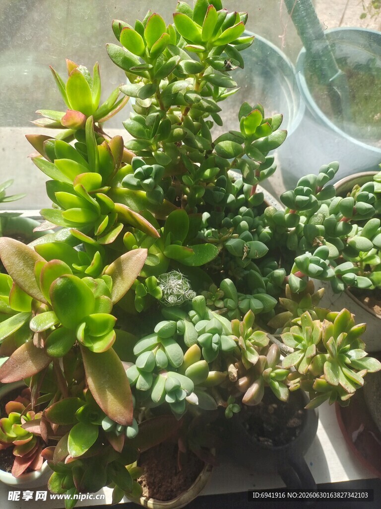 多彩多肉植物组合