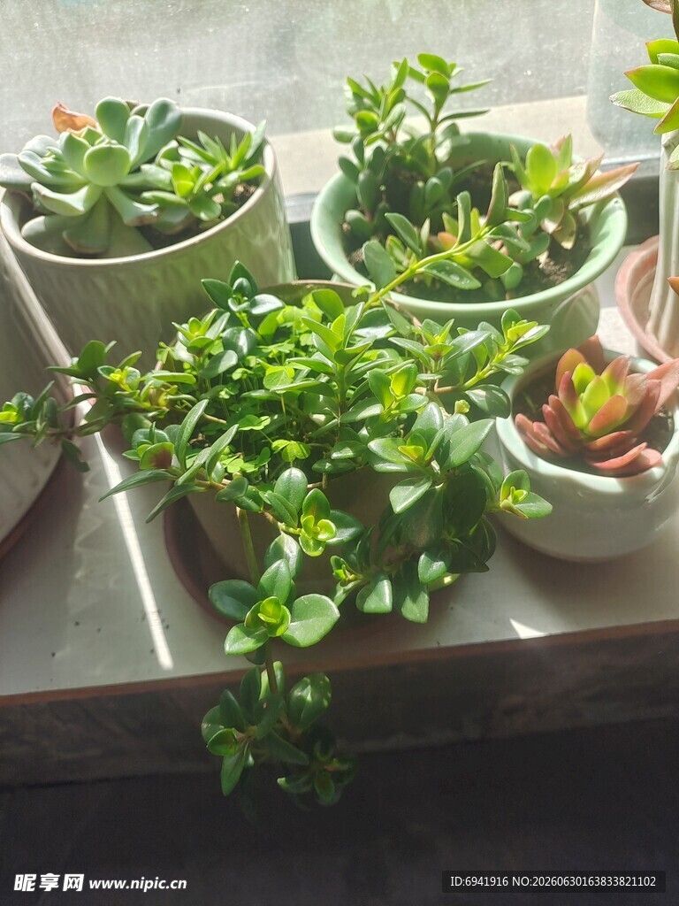 窗台上的多彩盆栽植物