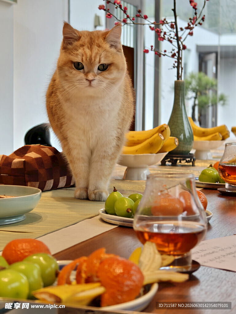 猫