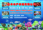 不干胶海鲜