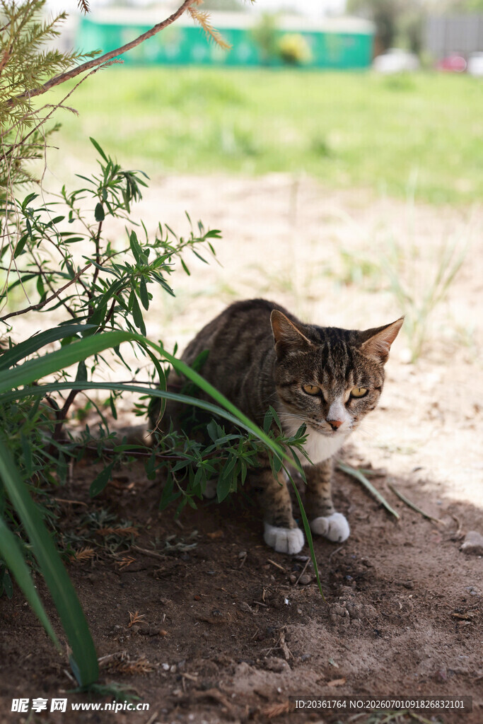草丛中的猫咪