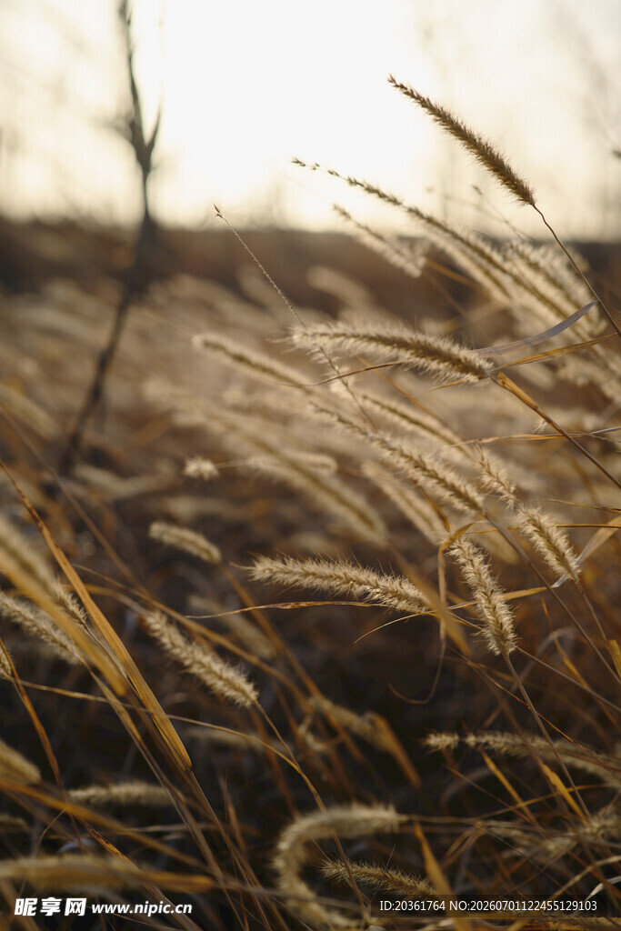 夕阳下的金色野草