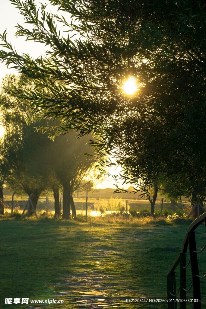 夕阳下的林间小道美景