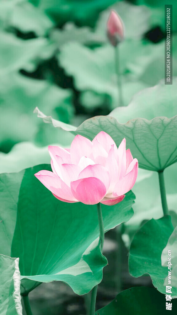 荷花