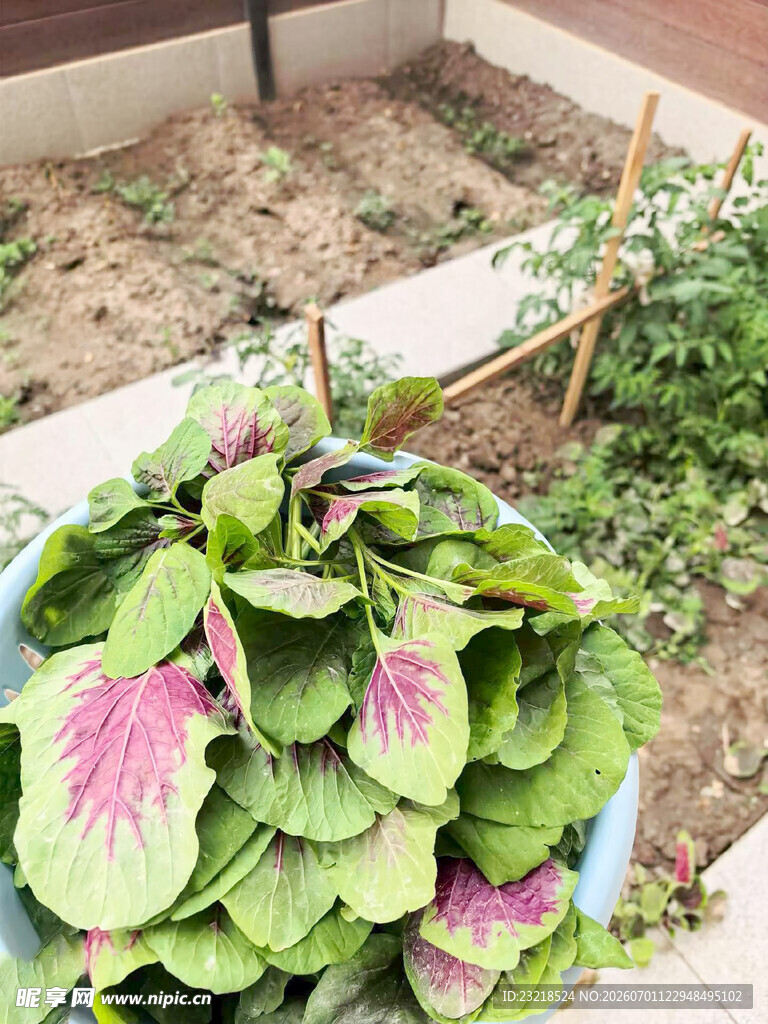 红觅菜