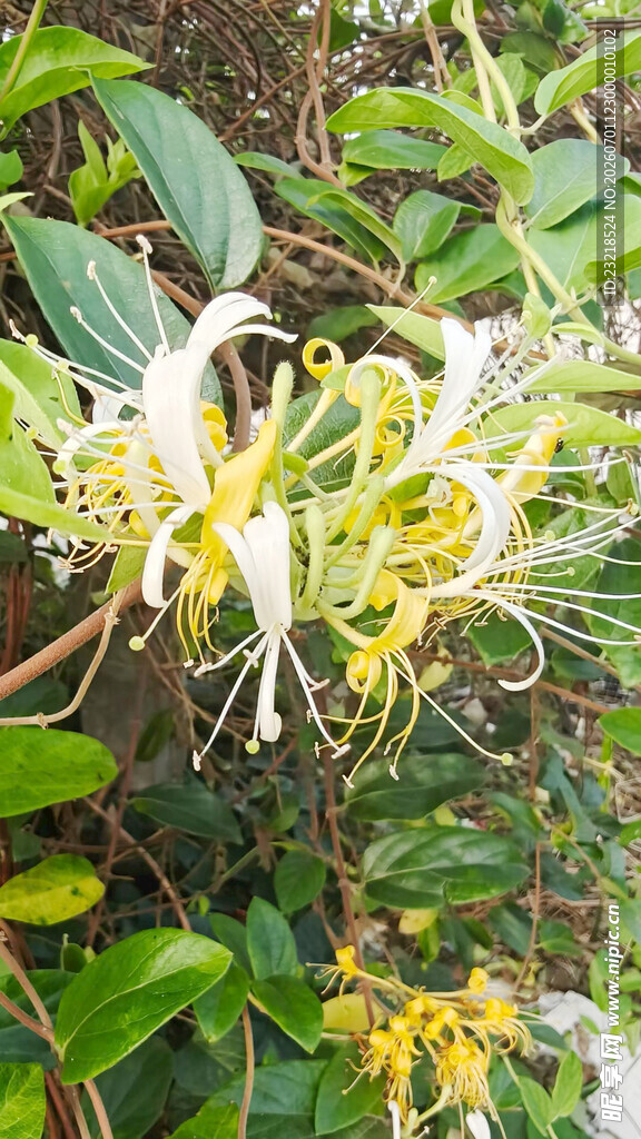 金银花