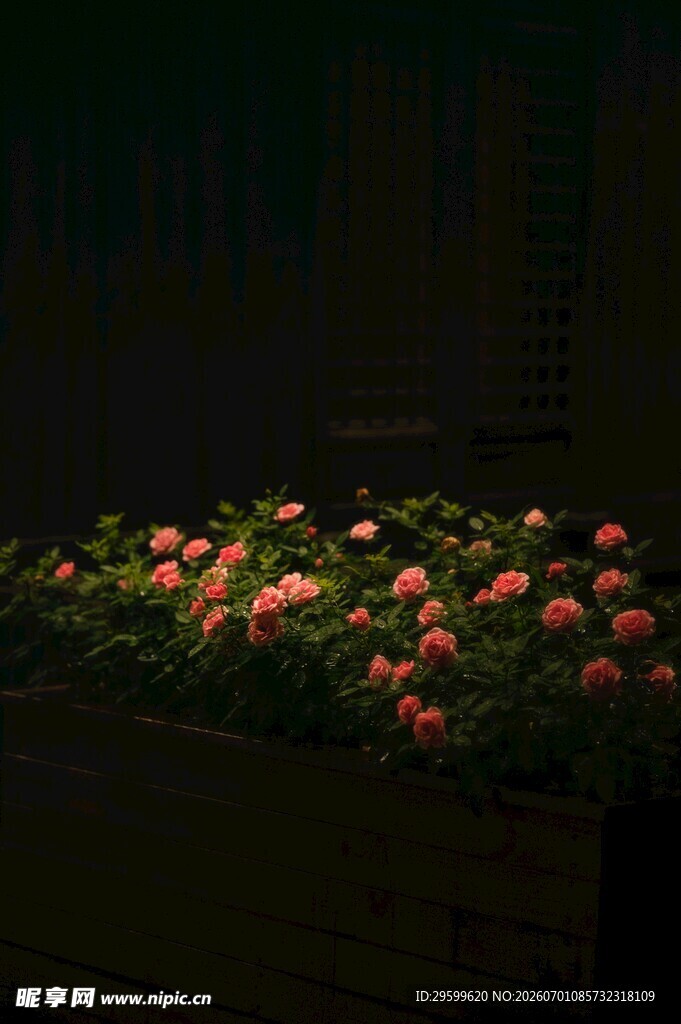 夜色中绽放的艳丽花丛