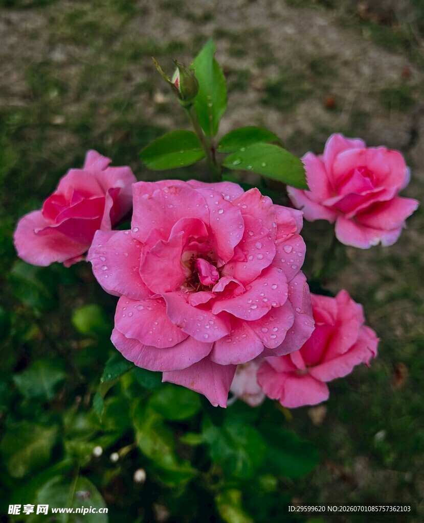 娇艳粉色月季花绽放