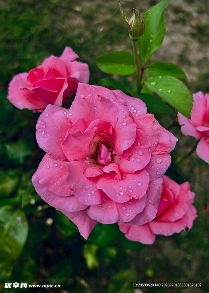 娇艳粉色月季花绽放