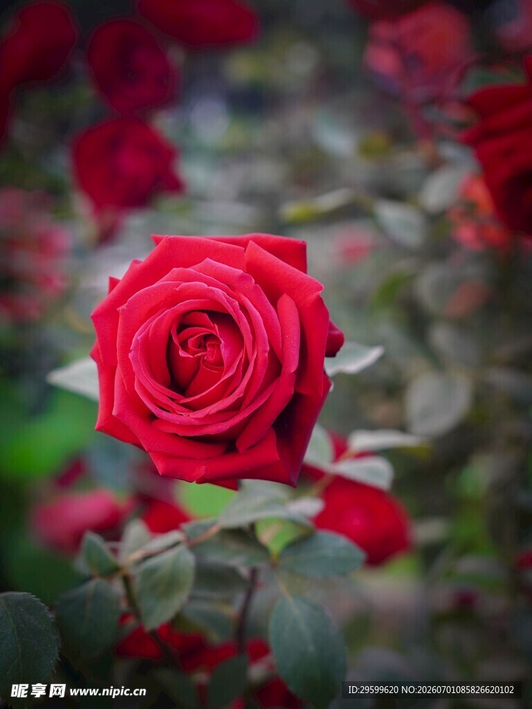 娇艳红玫瑰特写