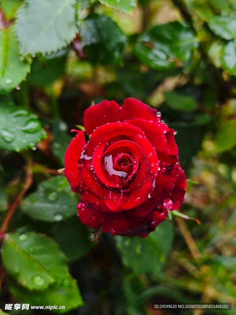带露红玫瑰 