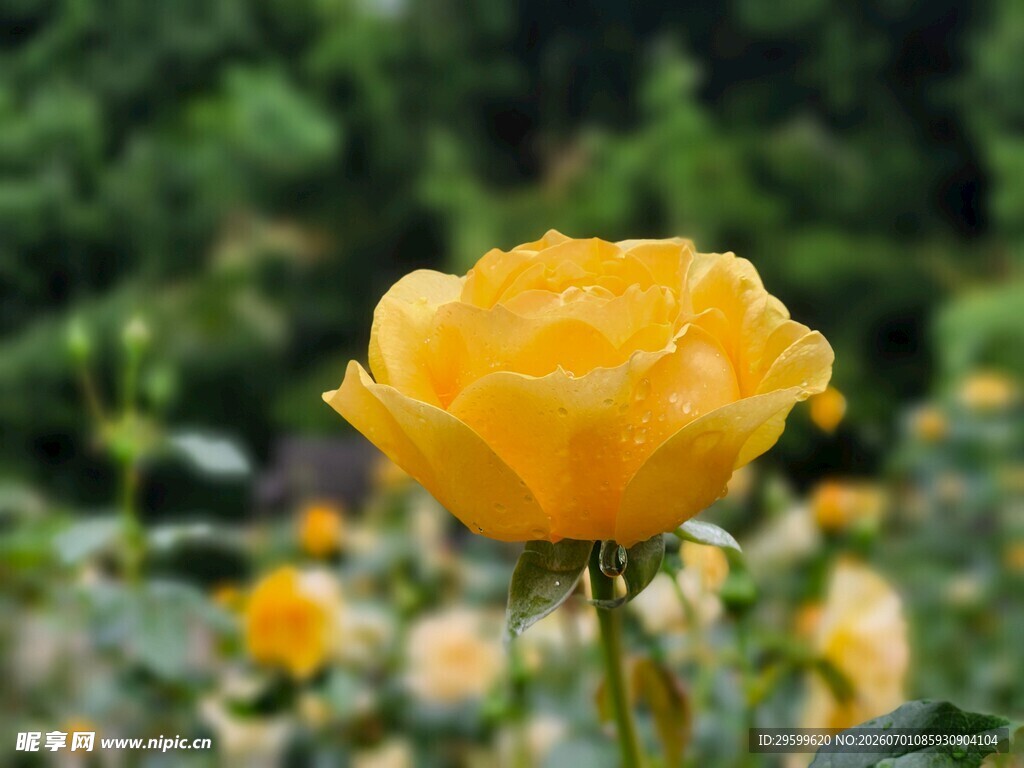 娇艳黄玫瑰绽放于花丛