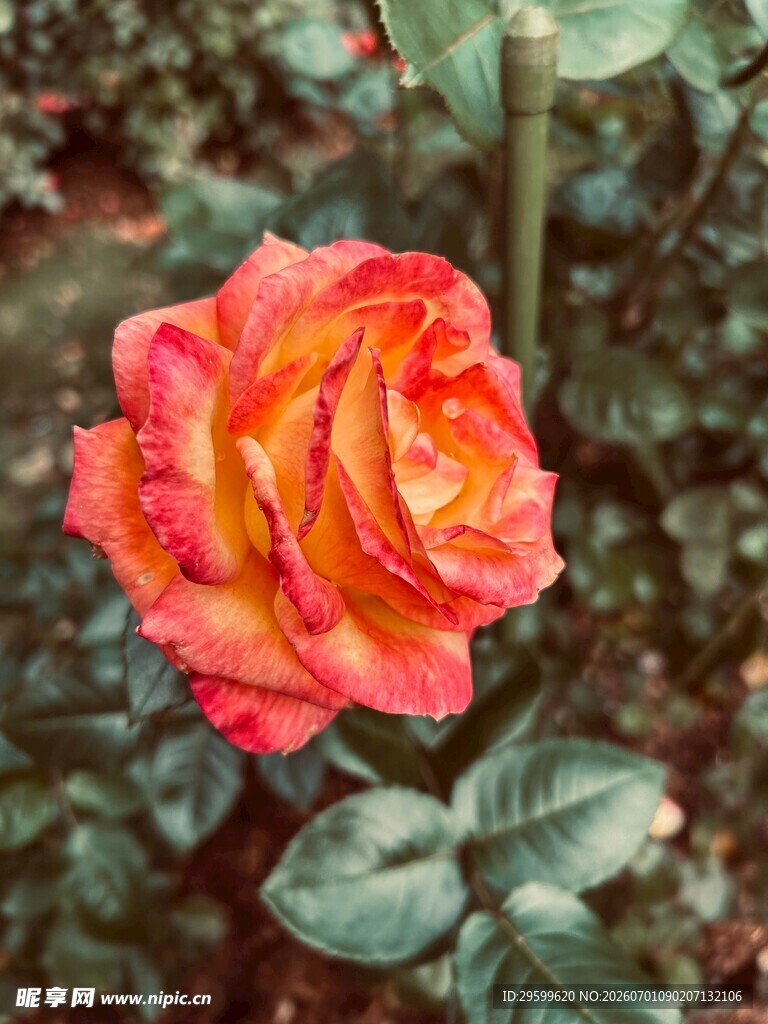 橙红色娇艳月季花
