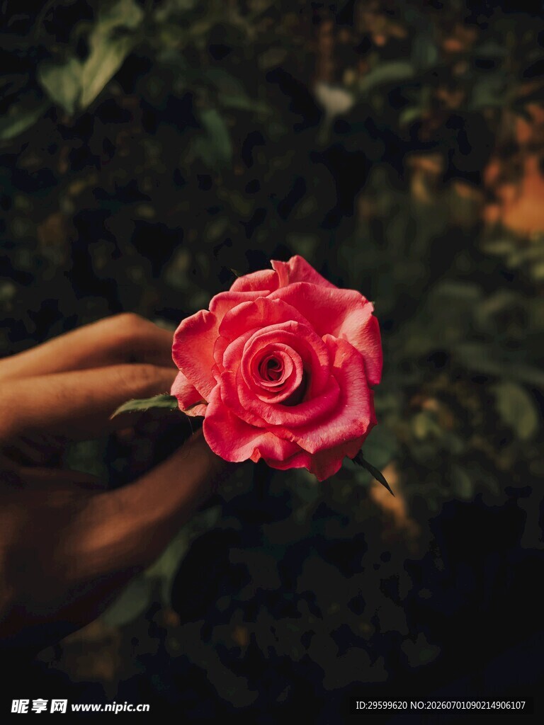 手捧娇艳红玫瑰