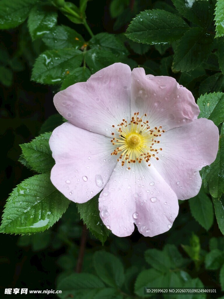 单朵粉色蔷薇花特写