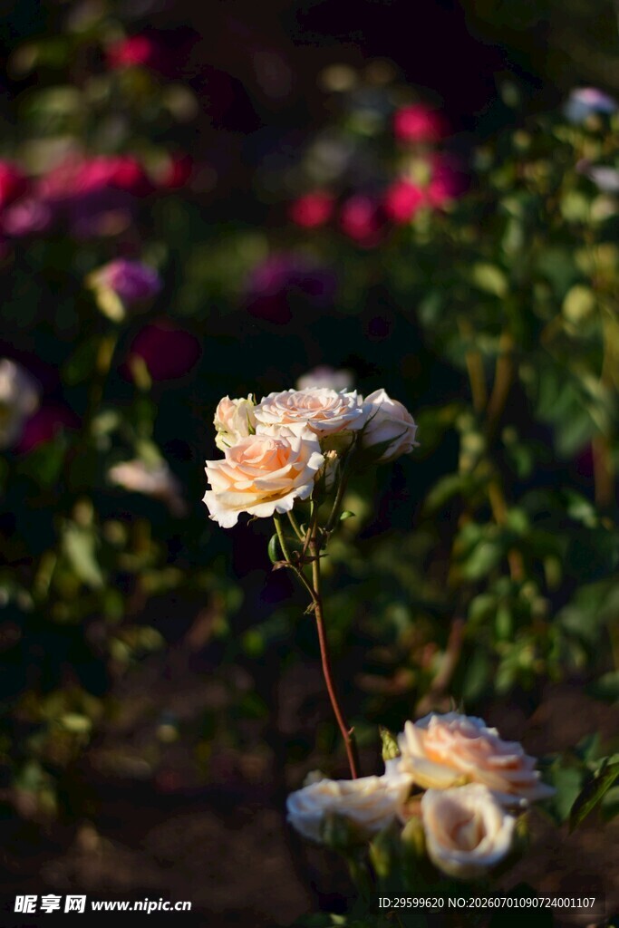 绽放的柔美浅色月季花