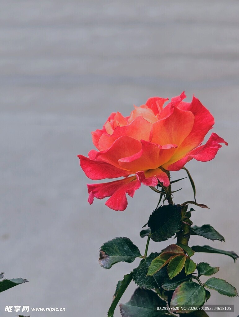 娇艳橙红色月季花