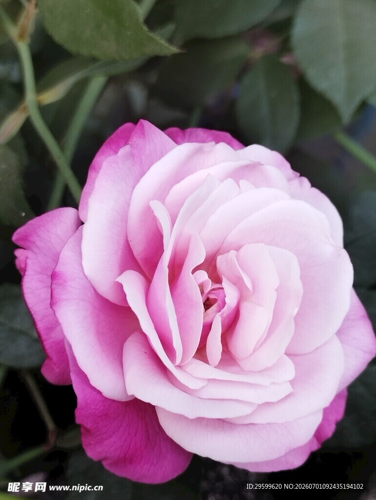 娇艳双色月季花