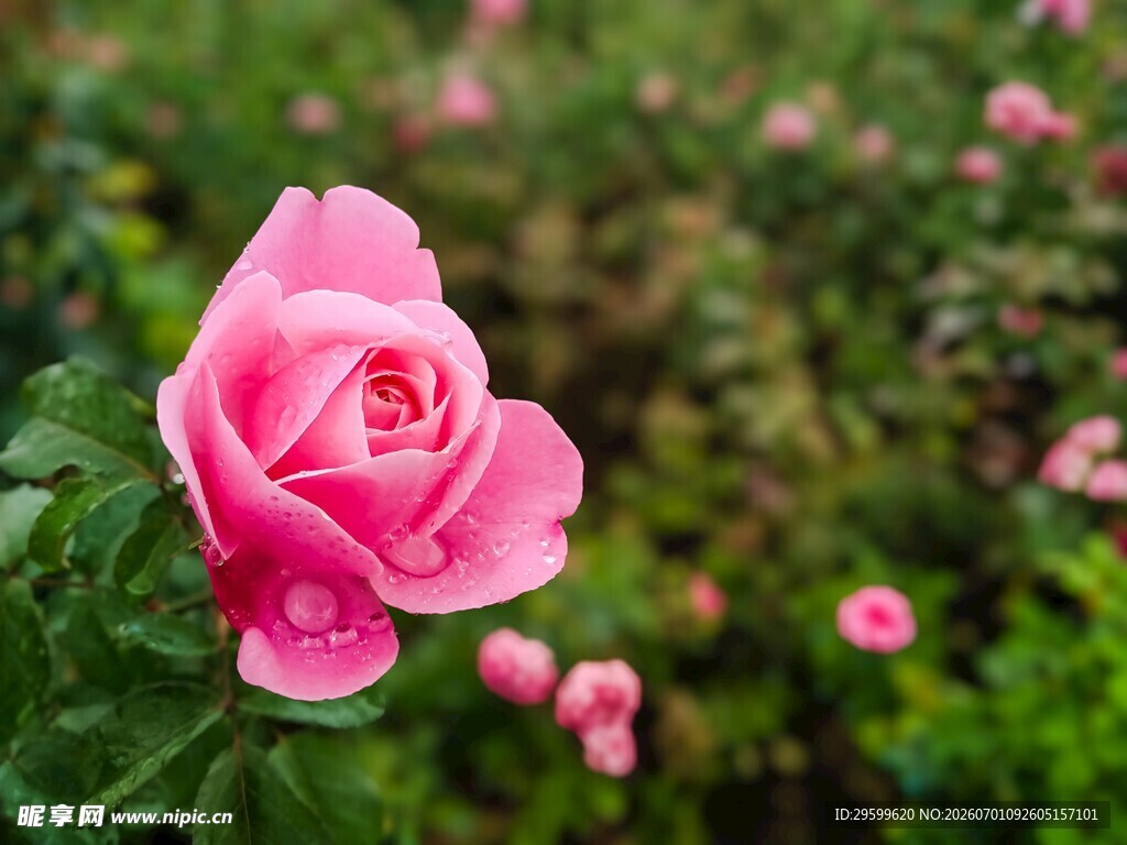 娇艳粉色玫瑰绽放美景