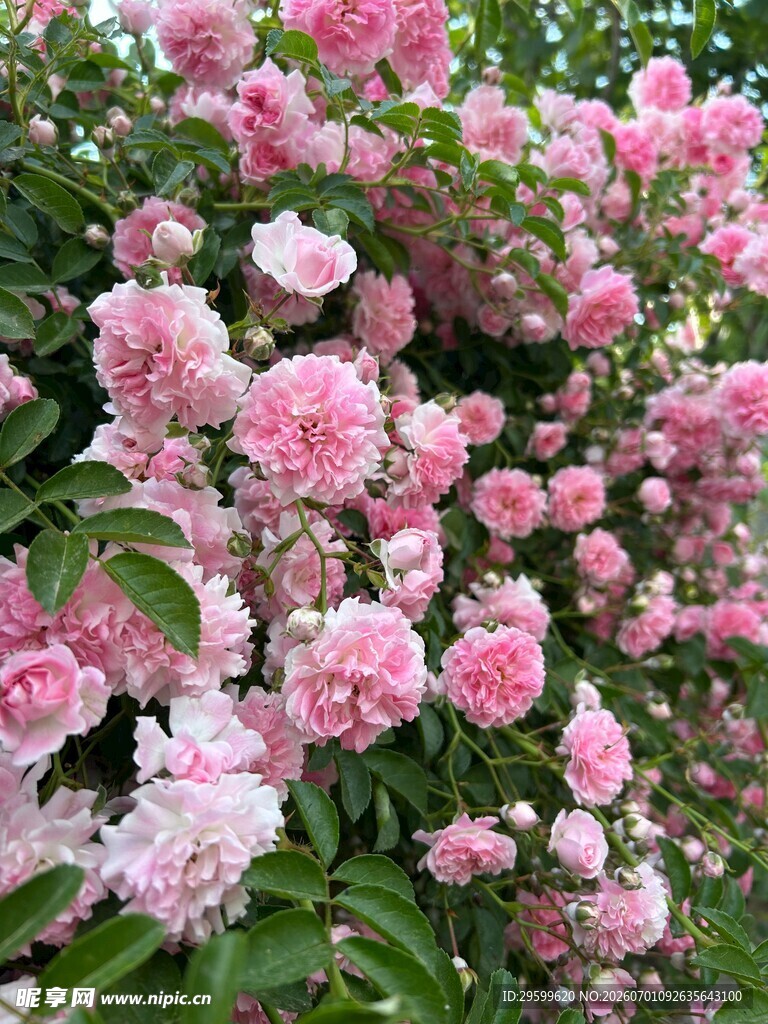 粉色繁花绽放