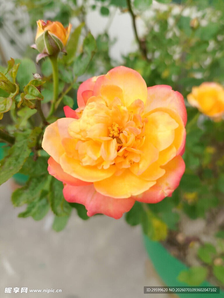 娇艳双色月季花绽放