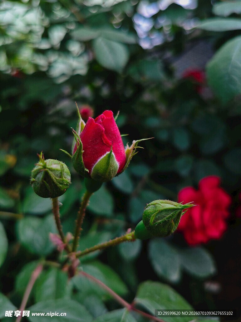 娇艳红玫瑰与待放花蕾