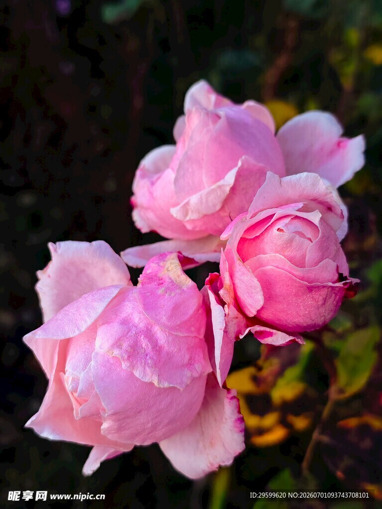 娇艳粉色月季花绽放