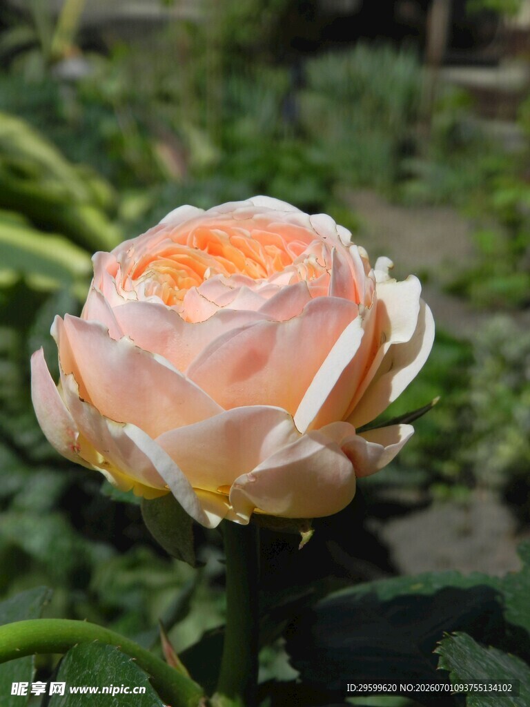 娇艳橙色月季花特写