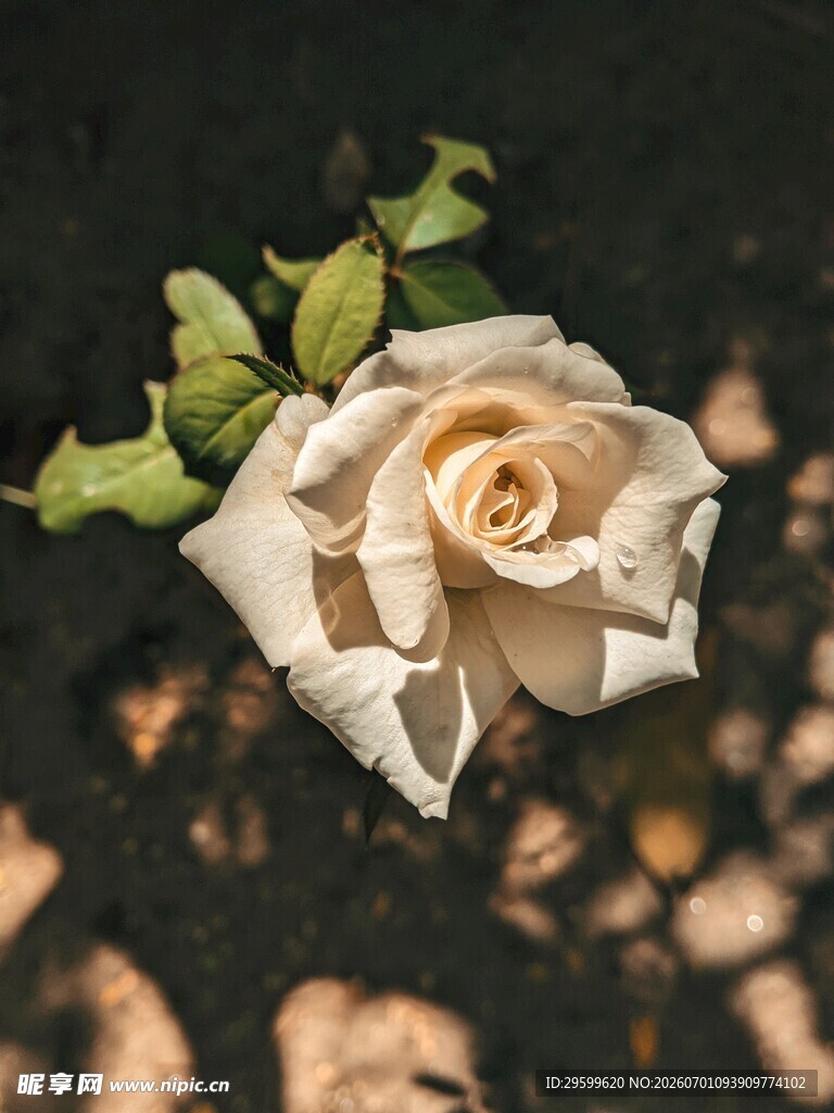 白玫瑰特写 