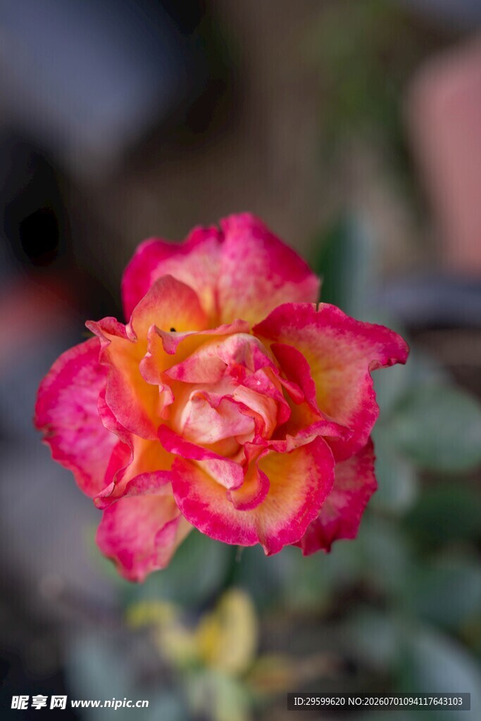 娇艳双色月季花特写