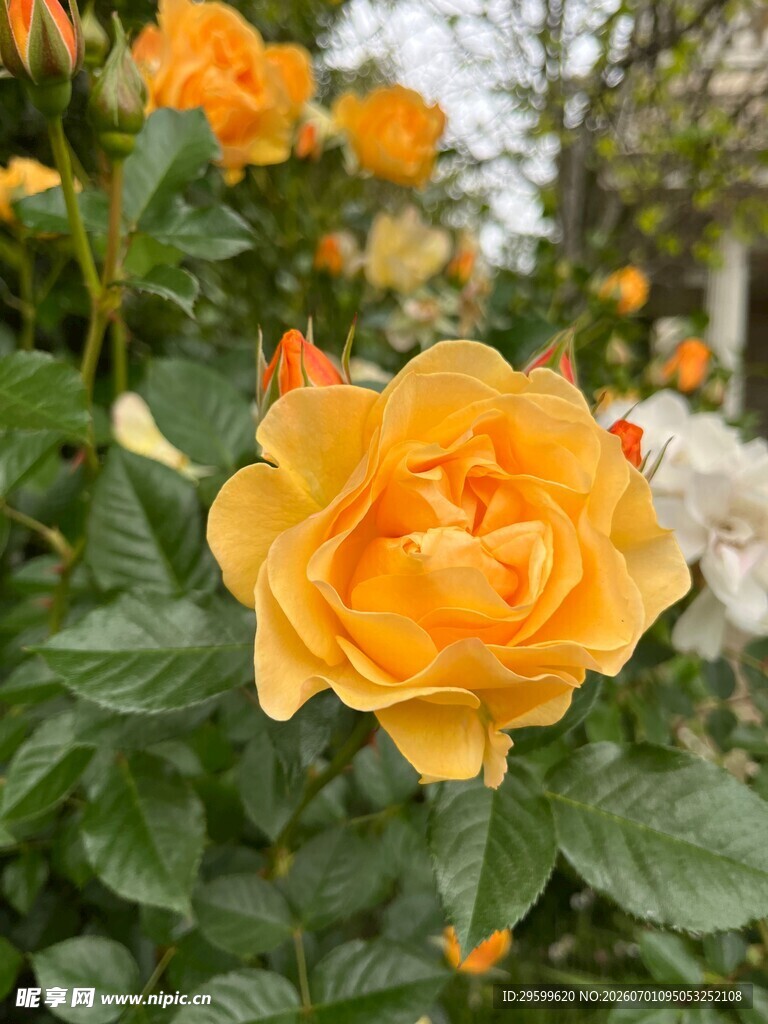 娇艳黄玫瑰绽放花丛中