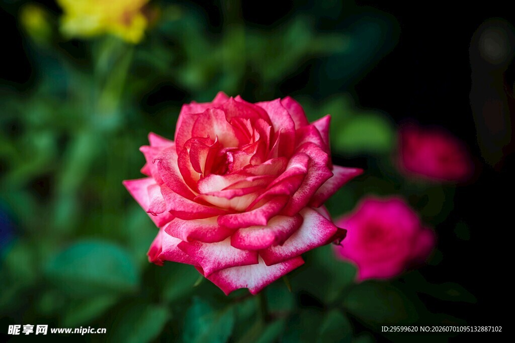 娇艳双色月季花特写
