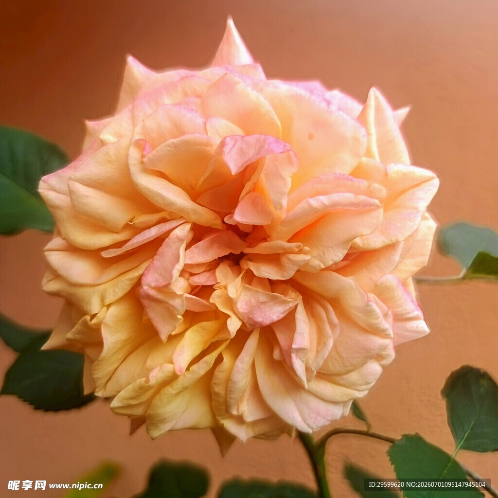 柔美渐变粉色月季花