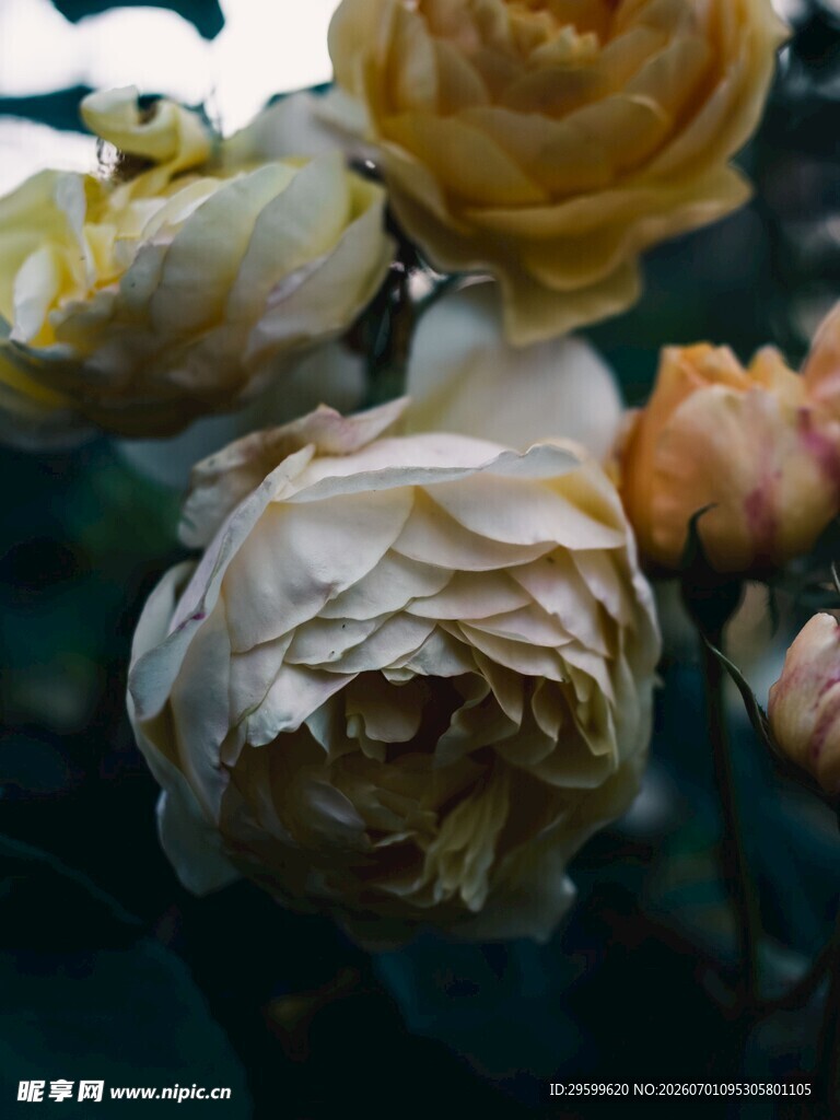 水中绽放的枯萎玫瑰花