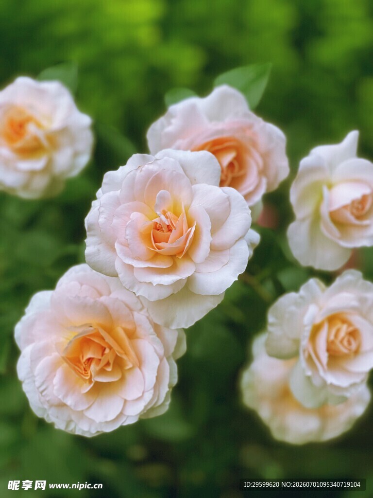 淡粉色盛开的美丽玫瑰花
