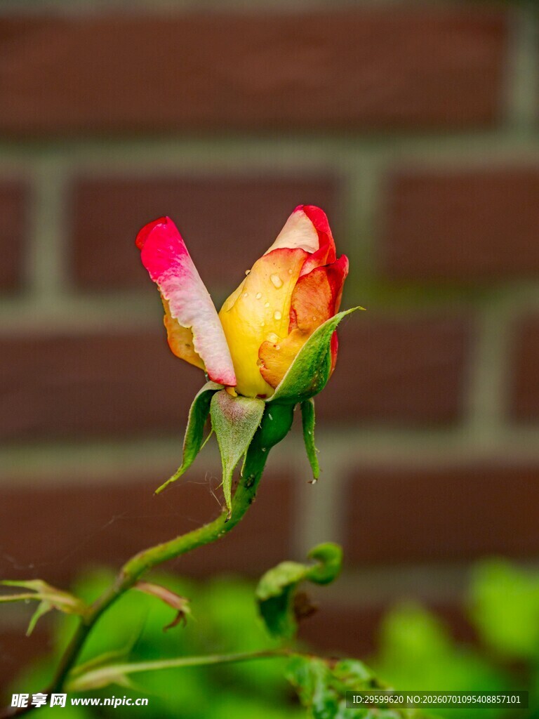 多彩双色玫瑰花苞