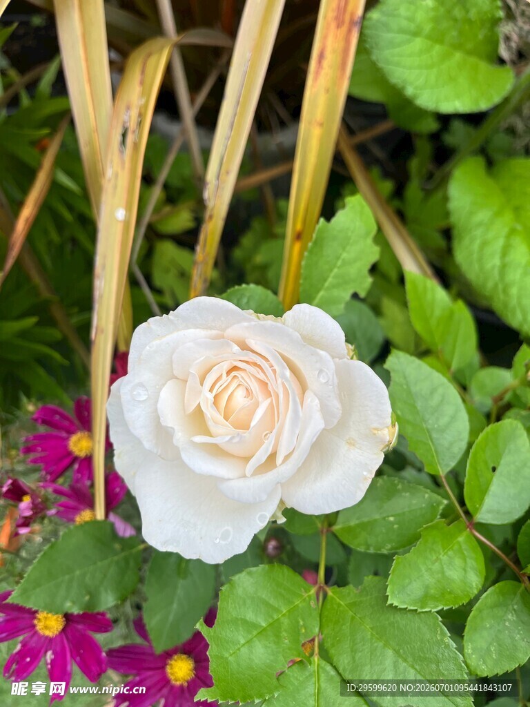 白玫瑰绽放于绿植花丛中