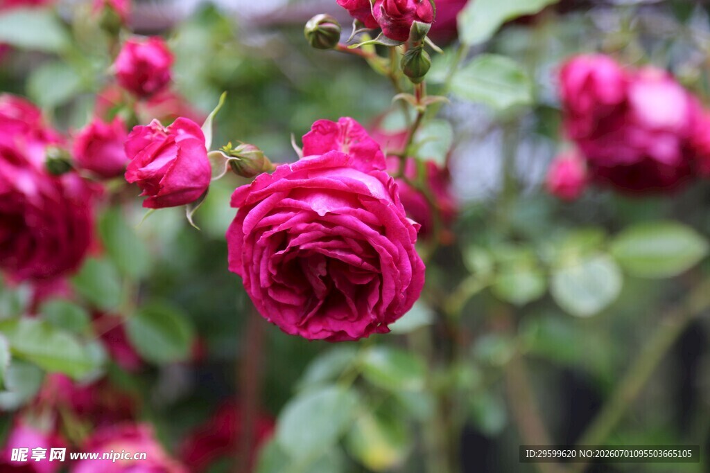 娇艳欲滴的玫红色月季花