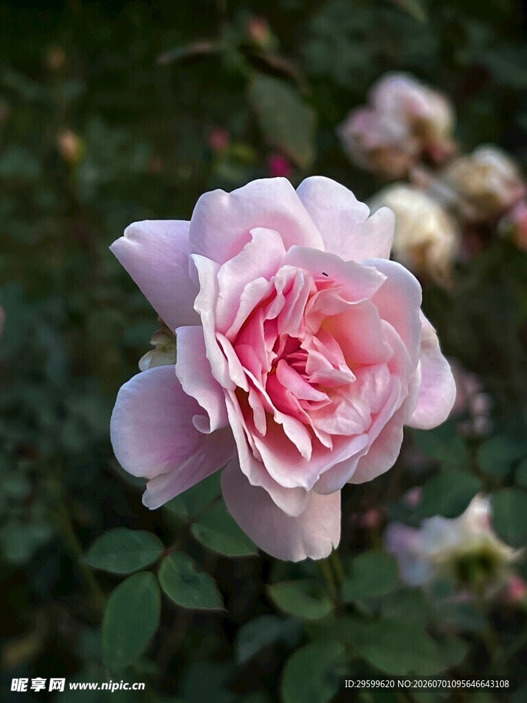 娇艳绽放的粉色月季花