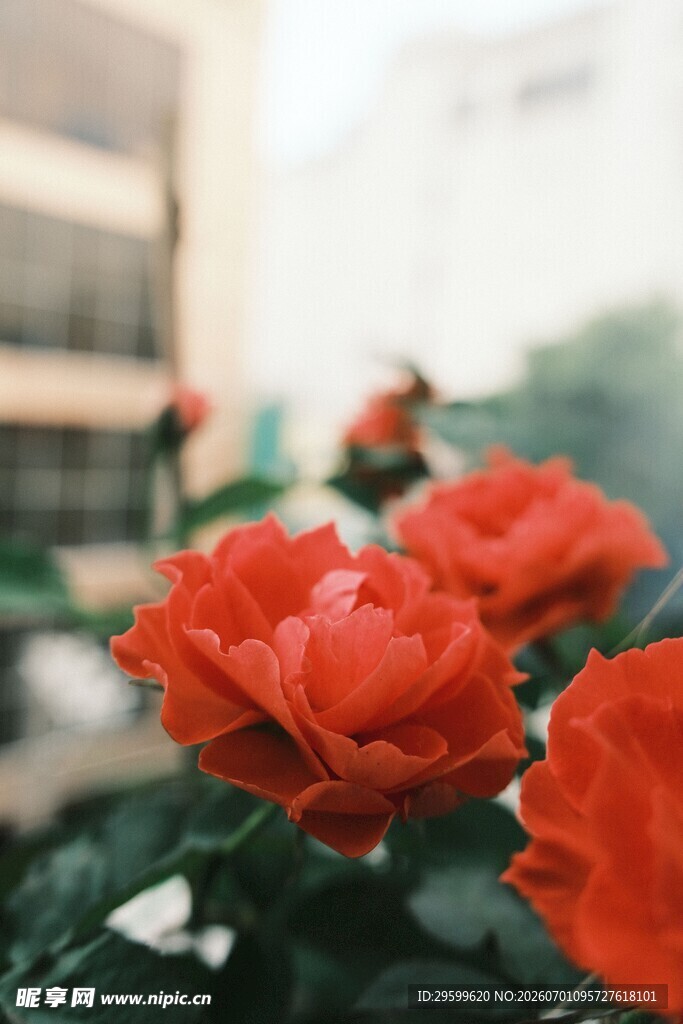 鲜艳绽放的红色月季花